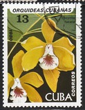 [Orchids, tip DAW]