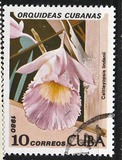 [Orchids, tip DAV]