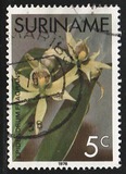 [Surinam Orchids, 유형 AGG]