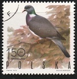 [Bird Game, 유형 BGY]