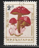 [Mushrooms, ประเภท ANP]