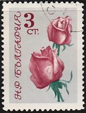 [Roses, тып APC]