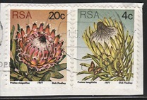[Flora - Protea Plants, type PR]