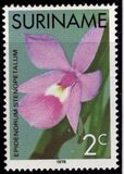 [Surinam Orchids, Вид AGD]