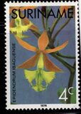 [Surinam Orchids, Вид AGF]