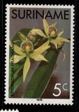 [Surinam Orchids, Вид AGG]