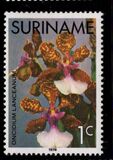 [Surinam Orchids, Вид AGC]