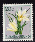 [Indigenous Flora, प्रकार AY]