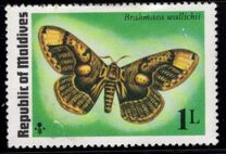 [Butterflies and Moth, type VL]