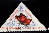 [Butterflies & Moths, Tipi BTI]