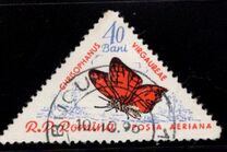 [Butterflies & Moths, Tipi BTI]