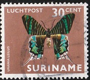 [Airmail - Moths and Butterflies, タイプ ADD]