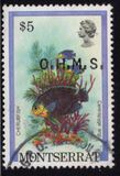 [Fish, loại LV]