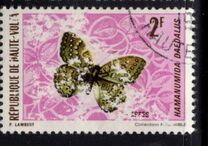 [Butterflies, type IZ]