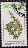[Acacias in Spring, نوع KT]