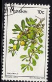 [Edible Wild Fruits, typ AQ]