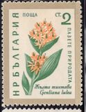 [Flowers, տեսակ AJU]