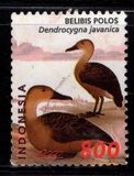 [Birds - Ducks, Tip BYJ]