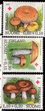 [Red Cross charity - Edible mushrooms, Scrivi WA]