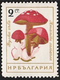 [Mushrooms, ประเภท ANP]