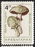 [Mushrooms, ประเภท ANQ]