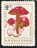 [Mushrooms, ประเภท ANP]