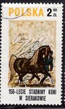 [The 150th Anniversary of Horse Riding in Sieraków, タイプ CGT]