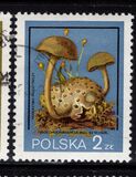 [Protected Poisonous Mushrooms, タイプ CHW]