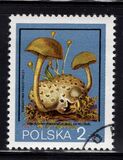 [Protected Poisonous Mushrooms, タイプ CHW]