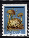 [Protected Poisonous Mushrooms, タイプ CHW]
