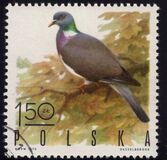 [Bird Game, වර්ගය BGY]