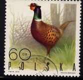 [Bird Game, වර්ගය BGV]