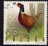 [Bird Game, වර්ගය BGV]