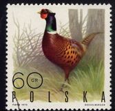 [Bird Game, වර්ගය BGV]