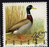 [Bird Game, වර්ගය BGU]