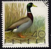 [Bird Game, වර්ගය BGU]