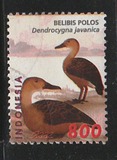 [Birds - Ducks, Tip BYJ]