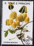 [Fungi, tyyppi ABD]