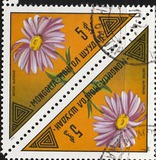 [Mongolian Flowers, වර්ගය XCO]