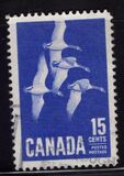 [Canada Geese, տեսակ JI]