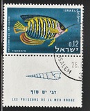 [Red Sea Fish, type IN]