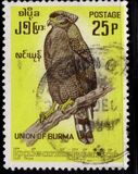 [Burmese Birds, type DL]