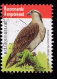 [Birds - Fish Eagle, loại DXQ]