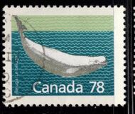 [Canadian Mammals, jenis AOK]