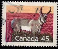 [Canadian Mammals, jenis AOI]