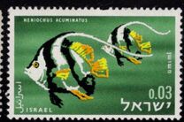 [Red Sea Fish, Tip IK]