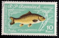 [Fish, type BTP]