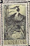 [Water Birds, type YZ]
