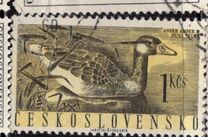 [Water Birds, type ZC]