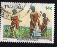 [Xhosa Culture, 类型 GC]